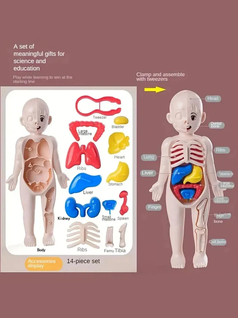 EIN set von 14PCS kinder puzzle menschlichen anatomie modell bildung, lernen organ montage spielzeug, kinder körper organe lehre zu