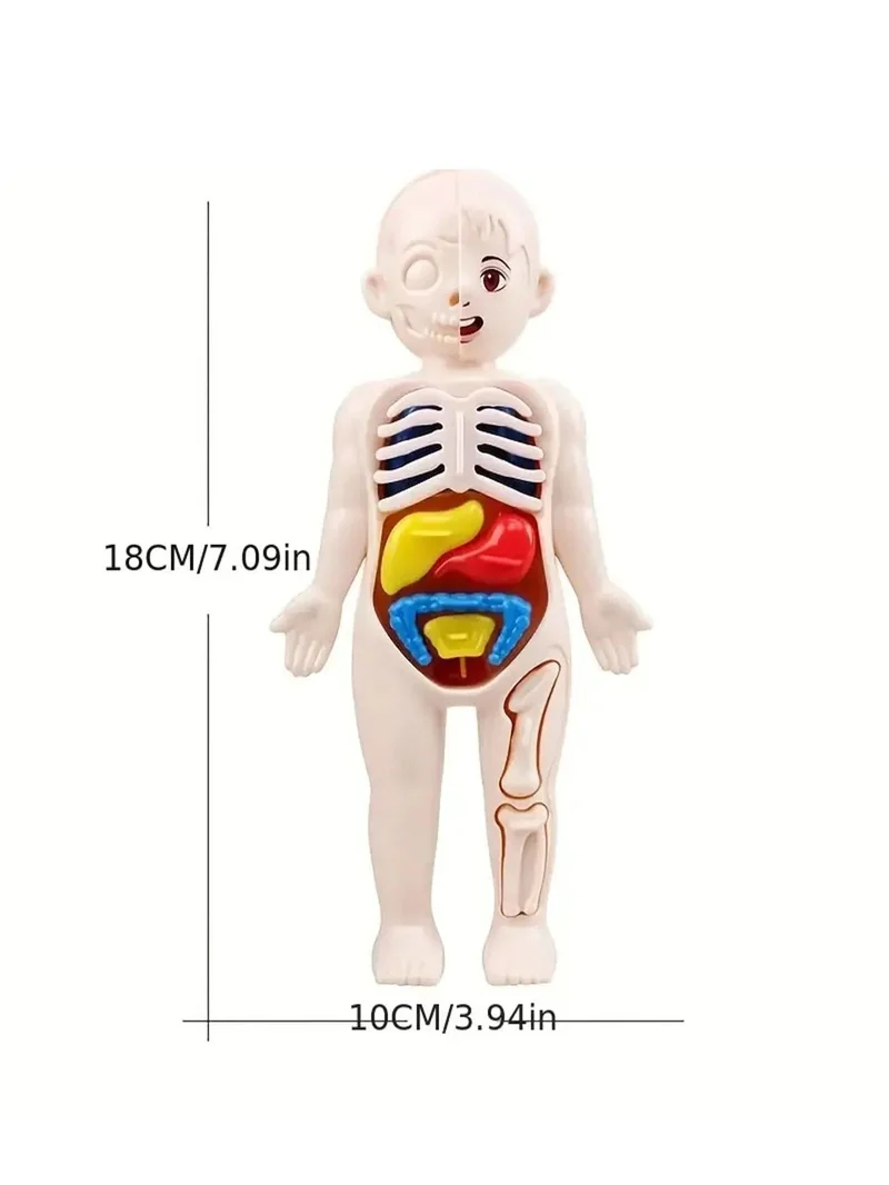 EIN set von 14PCS kinder puzzle menschlichen anatomie modell bildung, lernen organ montage spielzeug, kinder körper organe lehre zu