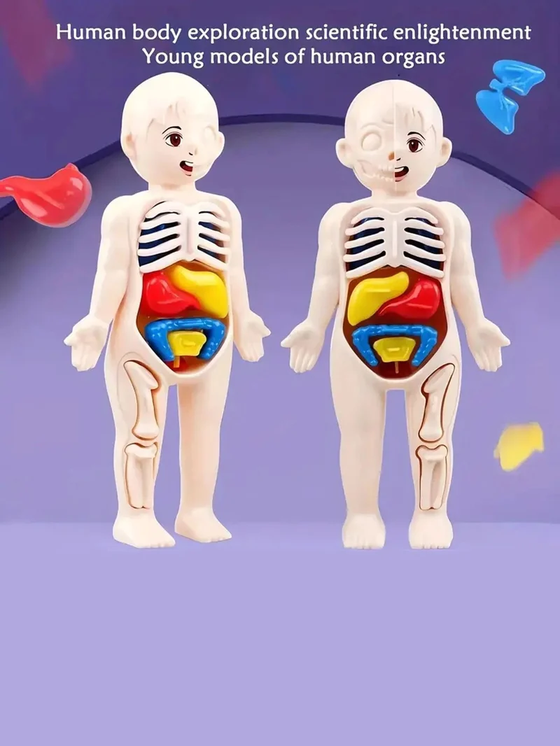 EIN set von 14PCS kinder puzzle menschlichen anatomie modell bildung, lernen organ montage spielzeug, kinder körper organe lehre zu