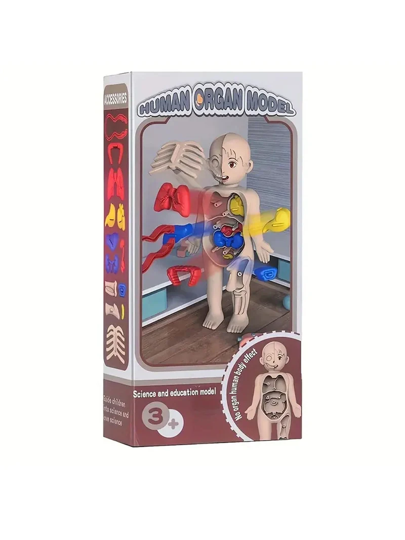 EIN set von 14PCS kinder puzzle menschlichen anatomie modell bildung, lernen organ montage spielzeug, kinder körper organe lehre zu