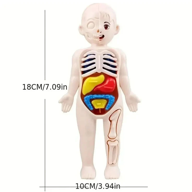 EIN set von 14PCS kinder puzzle menschlichen anatomie modell bildung, lernen organ montage spielzeug, kinder körper organe lehre zu
