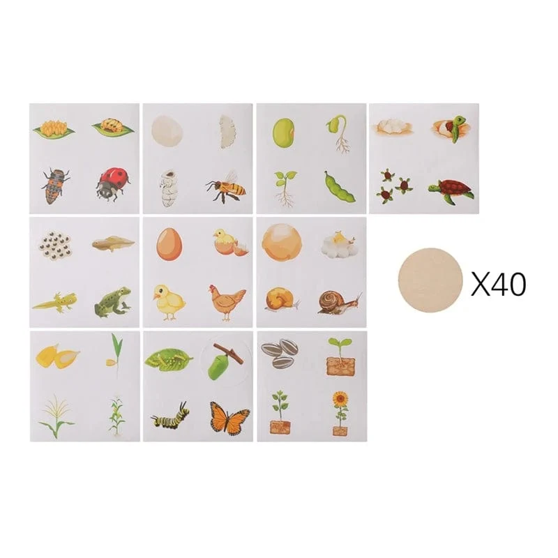 Baby Neue Tier Lebenszyklus Bord Montessori Lehren Kinder Spielzeug Bee Tier Wachstum Zyklus Modell Set Vorschule Kognitiven Spielzeug