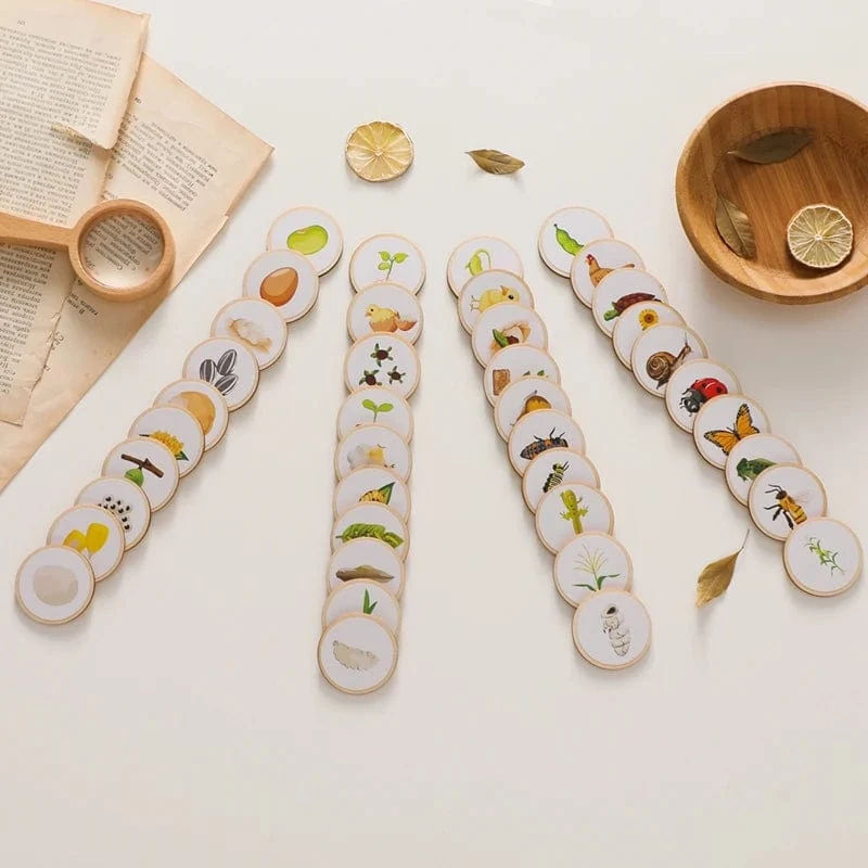 Baby Neue Tier Lebenszyklus Bord Montessori Lehren Kinder Spielzeug Bee Tier Wachstum Zyklus Modell Set Vorschule Kognitiven Spielzeug