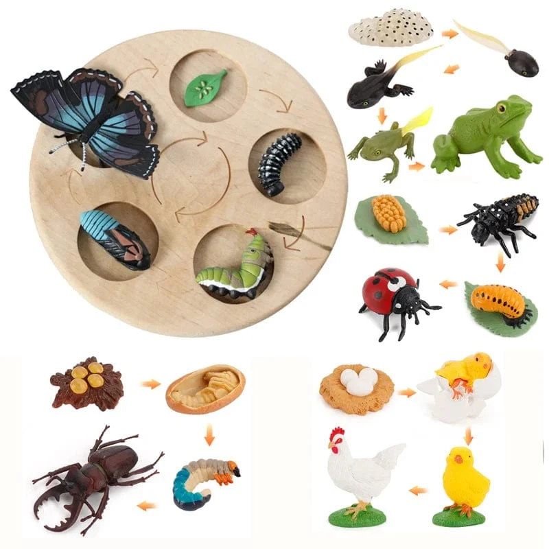 Tier Lebenszyklus Bord Kinder Spielzeug Montessori Lehrmittel Pflanze Tier Wachstumszyklus Modell Set Vorschule kognitiven Spielzeug