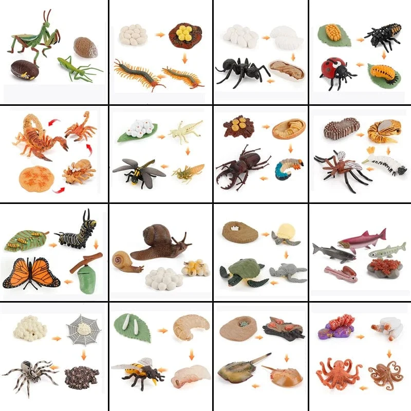 Tier Lebenszyklus Bord Kinder Spielzeug Montessori Lehrmittel Pflanze Tier Wachstumszyklus Modell Set Vorschule kognitiven Spielzeug