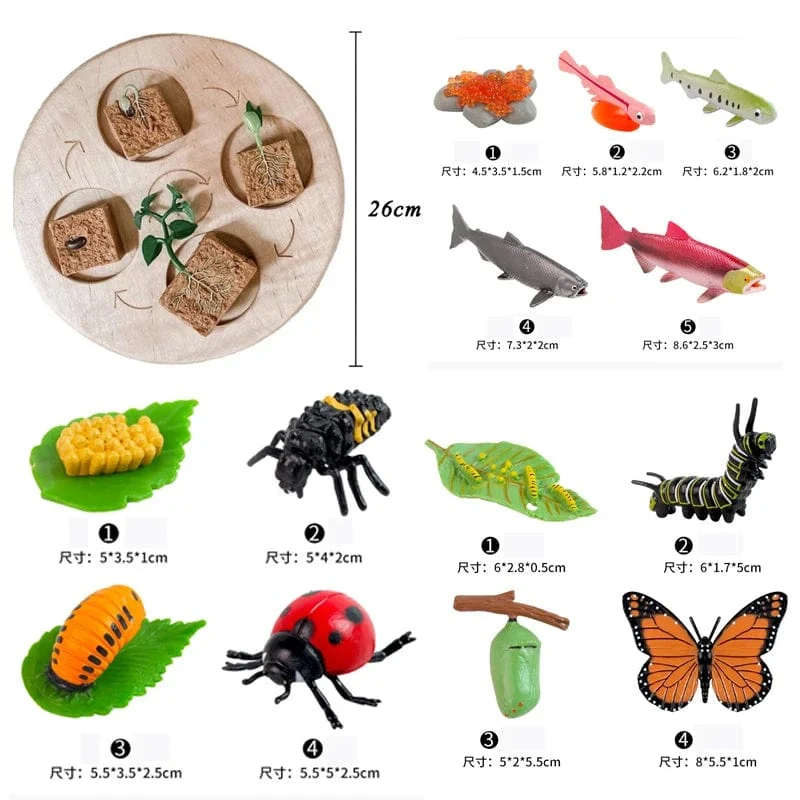 Tier Lebenszyklus Bord Kinder Spielzeug Montessori Lehrmittel Pflanze Tier Wachstumszyklus Modell Set Vorschule kognitiven Spielzeug