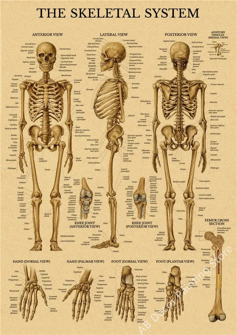 Retro-Organsysteme im menschlichen Körper Poster Skelett Anatomie Kraftpapier Drucke DIY Vintage Home Zimmer Kunst Wand Dekor Gemälde