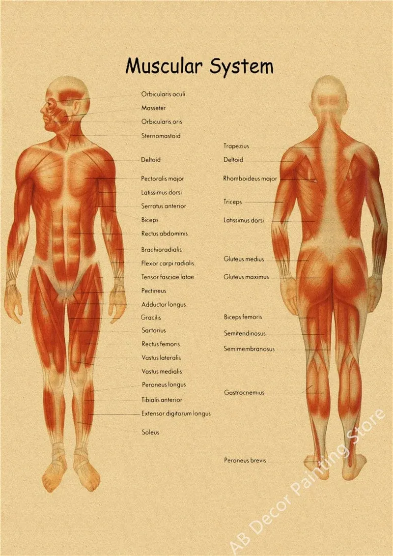 Retro-Organsysteme im menschlichen Körper Poster Skelett Anatomie Kraftpapier Drucke DIY Vintage Home Zimmer Kunst Wand Dekor Gemälde