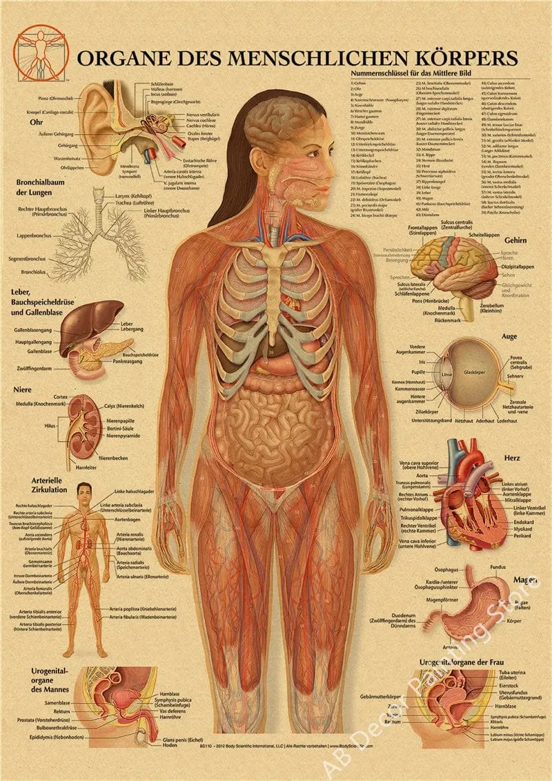 Retro-Organsysteme im menschlichen Körper Poster Skelett Anatomie Kraftpapier Drucke DIY Vintage Home Zimmer Kunst Wand Dekor Gemälde