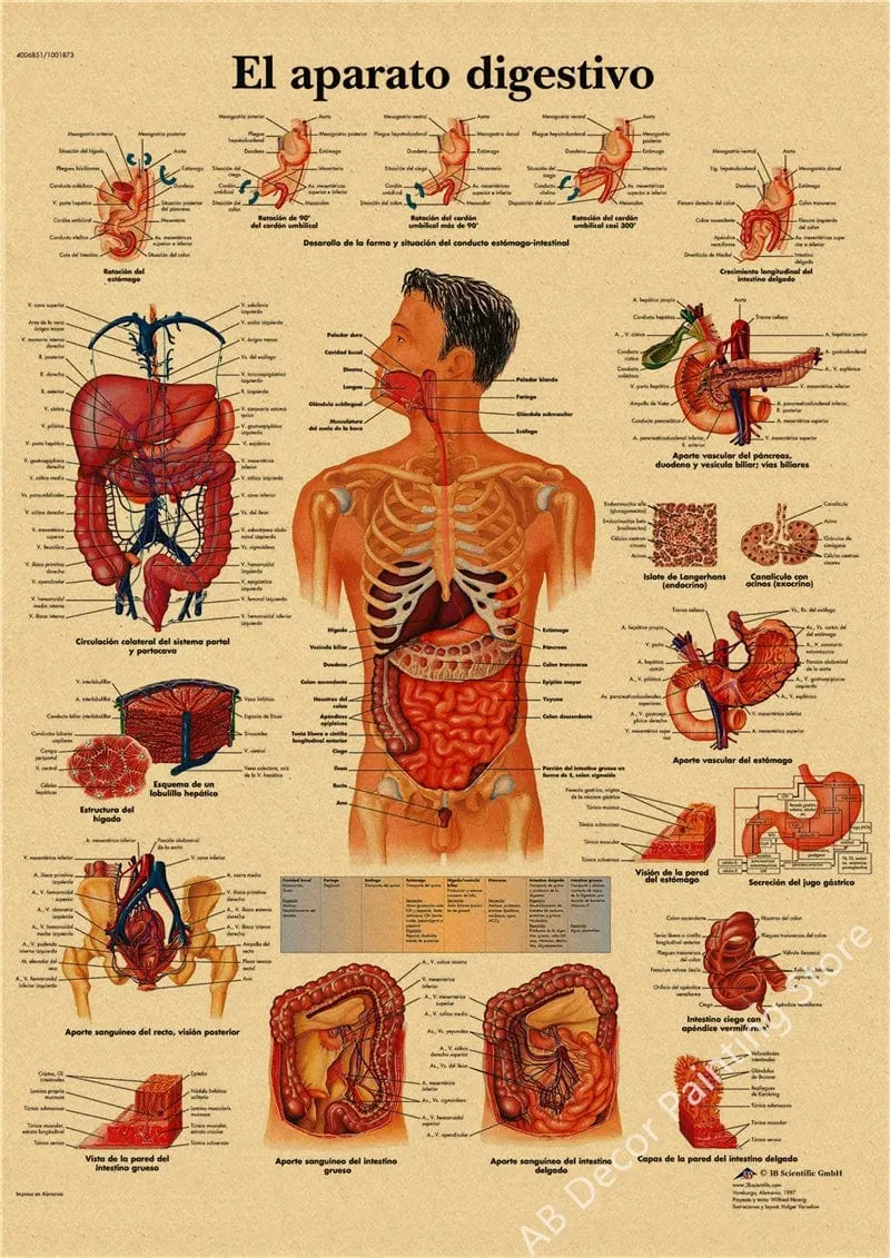 Retro-Organsysteme im menschlichen Körper Poster Skelett Anatomie Kraftpapier Drucke DIY Vintage Home Zimmer Kunst Wand Dekor Gemälde