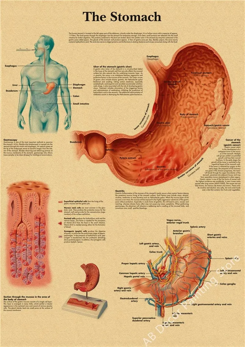 Retro-Organsysteme im menschlichen Körper Poster Skelett Anatomie Kraftpapier Drucke DIY Vintage Home Zimmer Kunst Wand Dekor Gemälde
