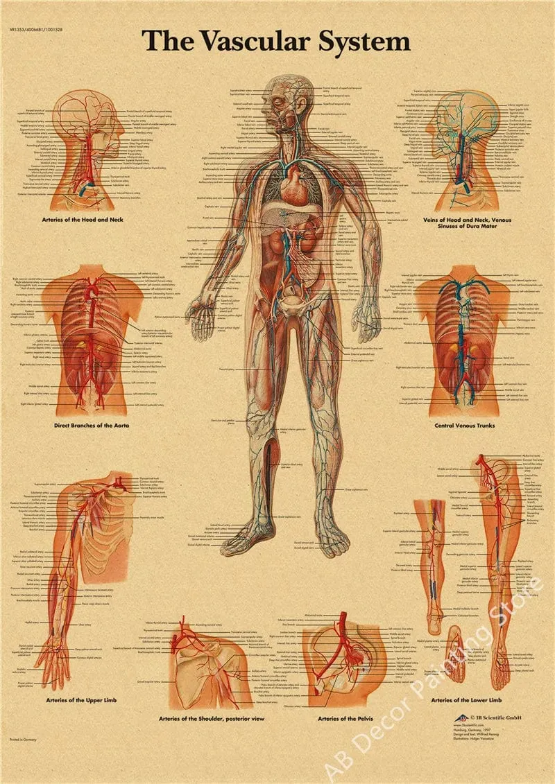 Retro-Organsysteme im menschlichen Körper Poster Skelett Anatomie Kraftpapier Drucke DIY Vintage Home Zimmer Kunst Wand Dekor Gemälde