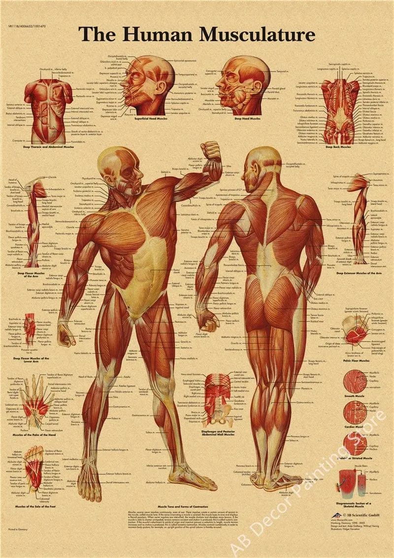 Retro-Organsysteme im menschlichen Körper Poster Skelett Anatomie Kraftpapier Drucke DIY Vintage Home Zimmer Kunst Wand Dekor Gemälde