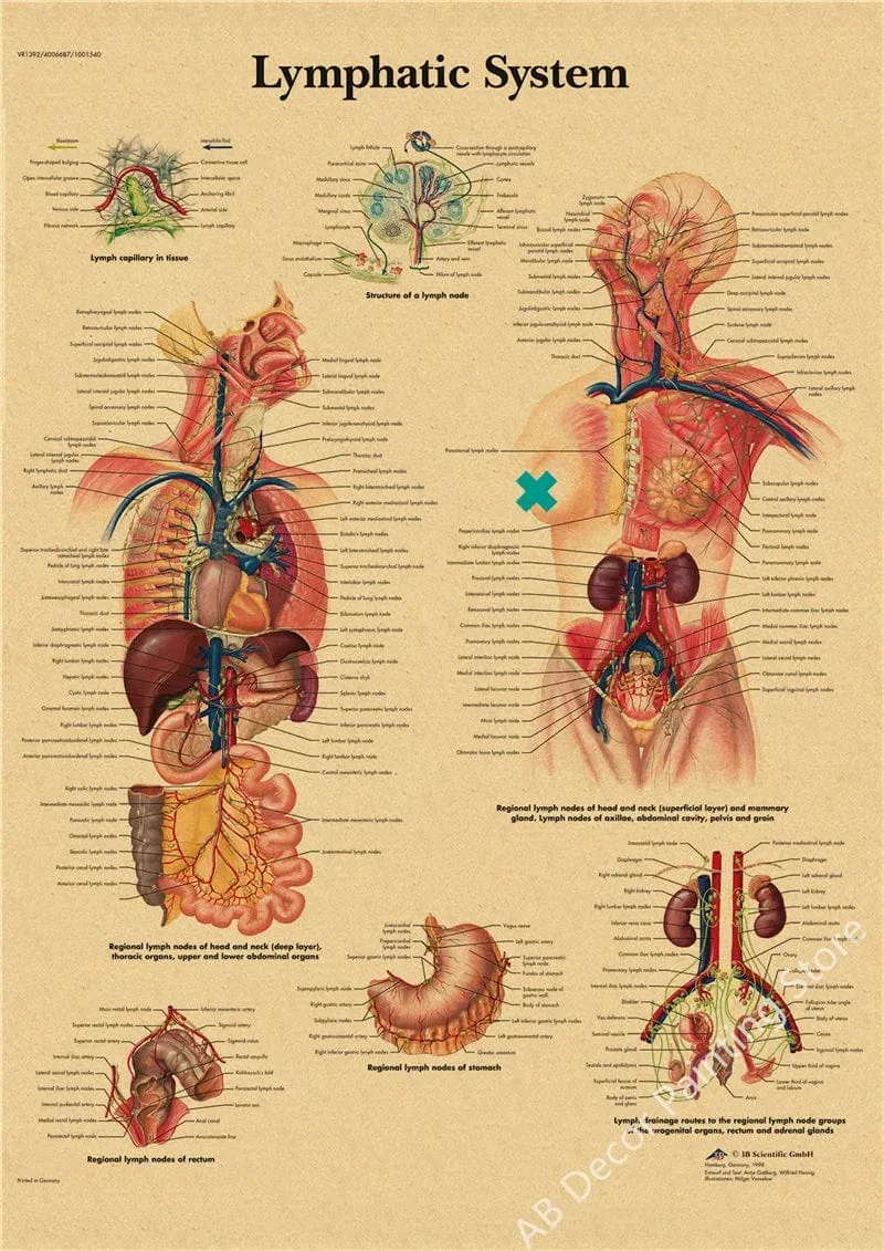 Retro-Organsysteme im menschlichen Körper Poster Skelett Anatomie Kraftpapier Drucke DIY Vintage Home Zimmer Kunst Wand Dekor Gemälde