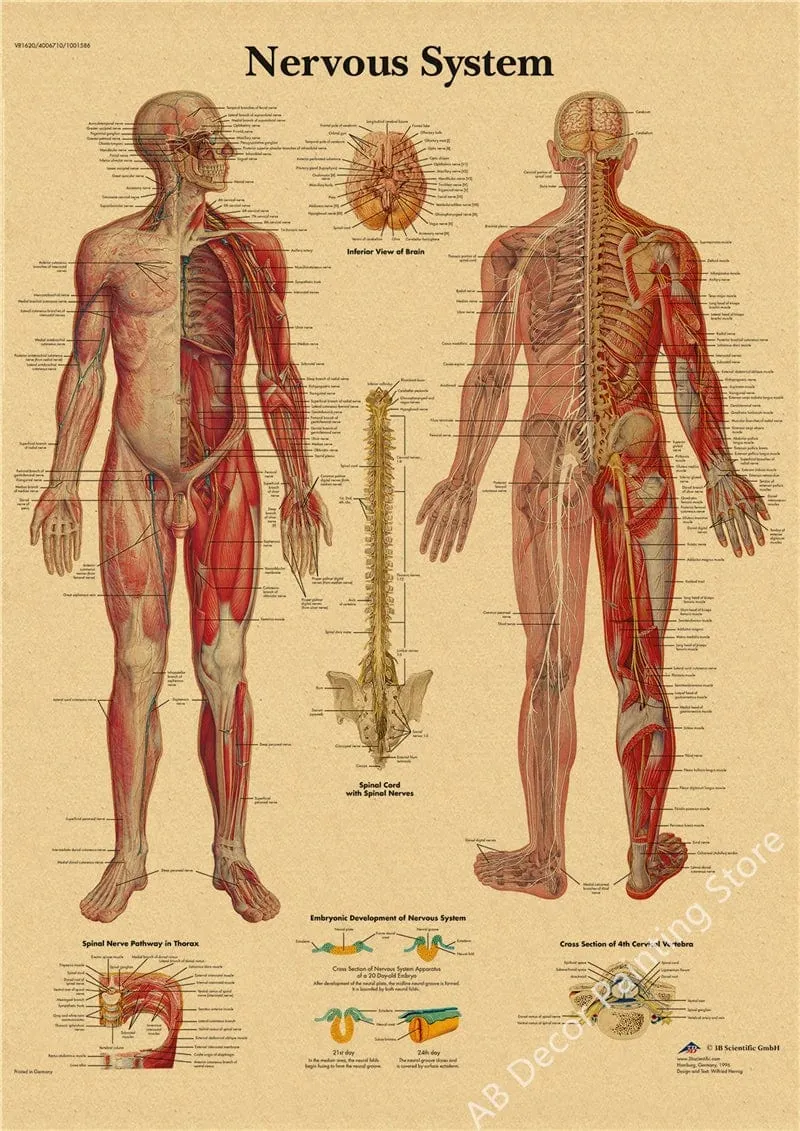 Retro-Organsysteme im menschlichen Körper Poster Skelett Anatomie Kraftpapier Drucke DIY Vintage Home Zimmer Kunst Wand Dekor Gemälde
