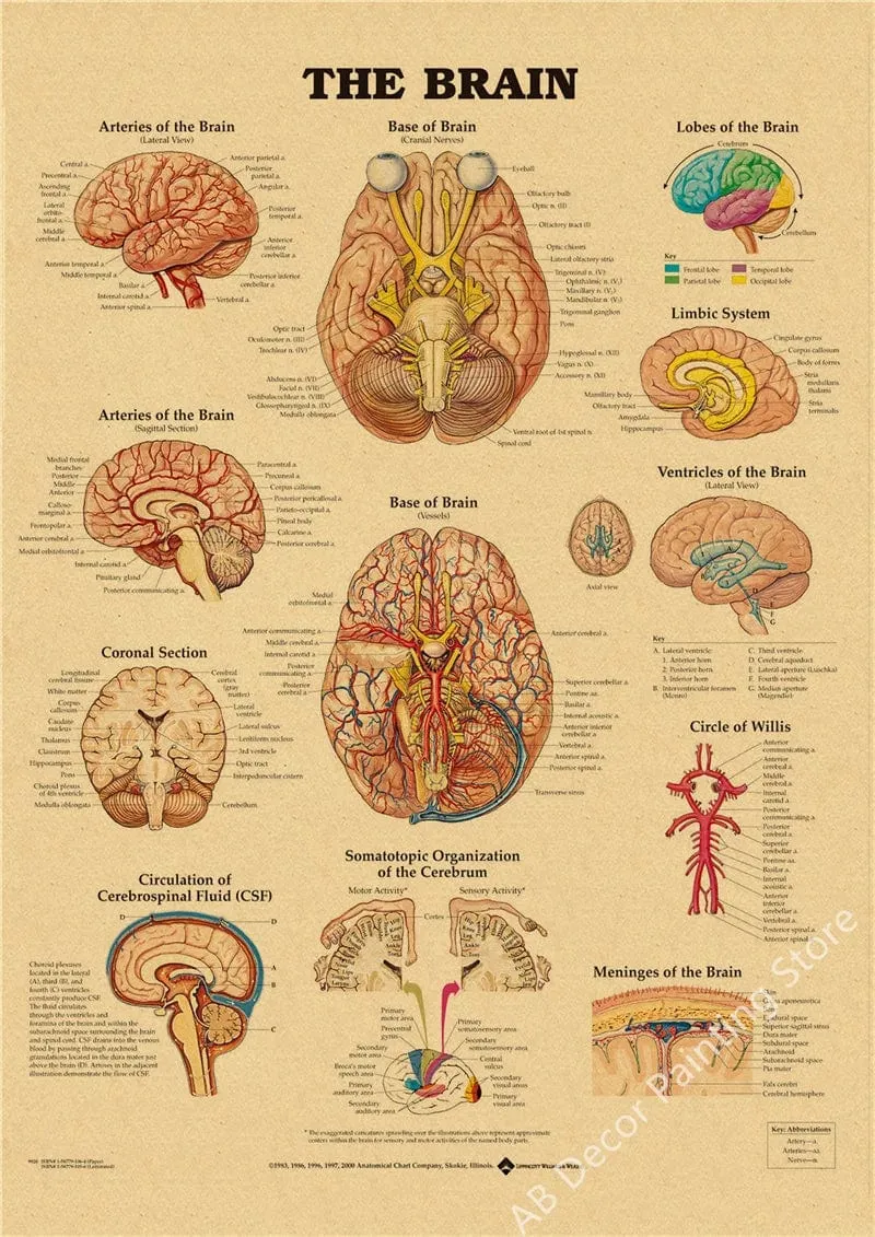 Retro-Organsysteme im menschlichen Körper Poster Skelett Anatomie Kraftpapier Drucke DIY Vintage Home Zimmer Kunst Wand Dekor Gemälde