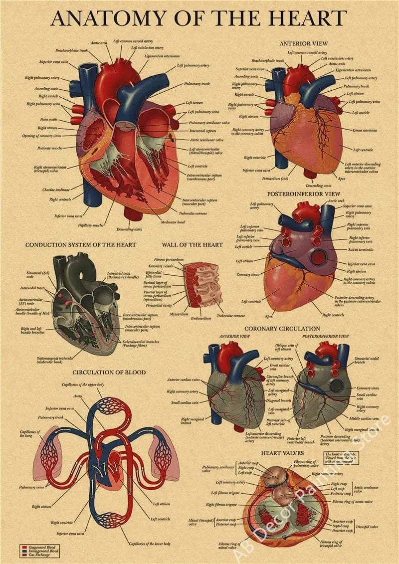 Retro-Organsysteme im menschlichen Körper Poster Skelett Anatomie Kraftpapier Drucke DIY Vintage Home Zimmer Kunst Wand Dekor Gemälde