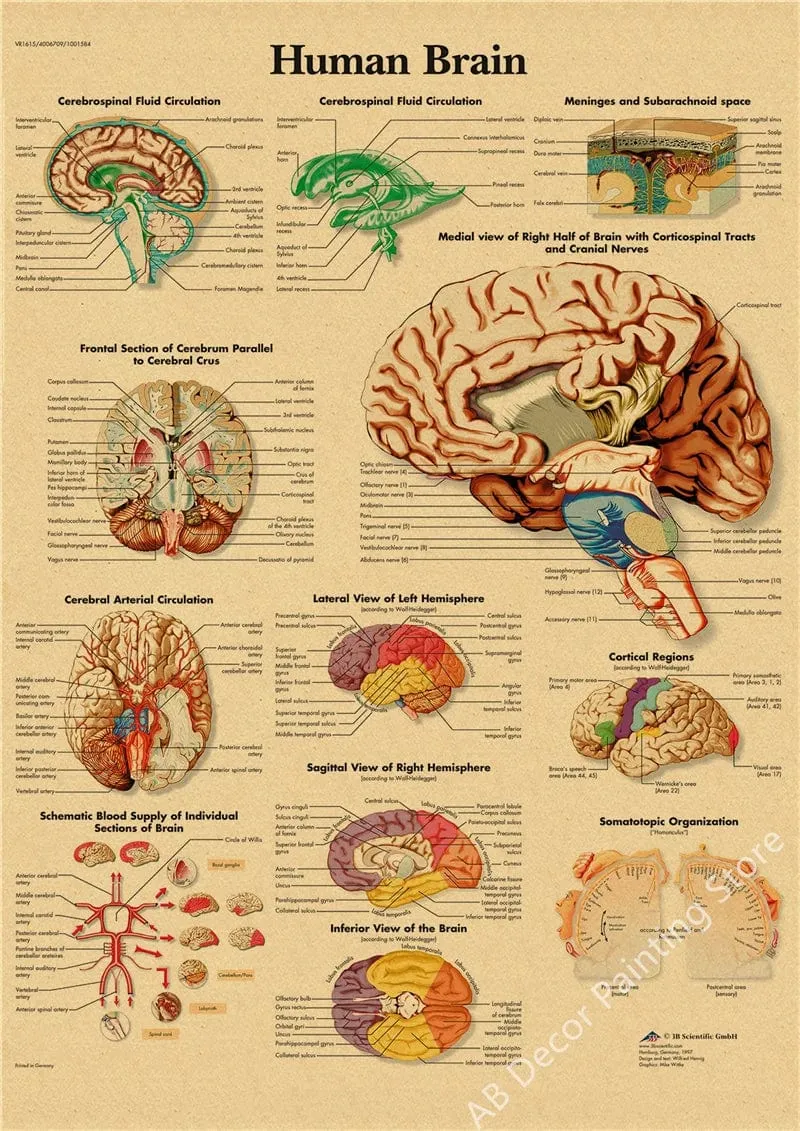 Retro-Organsysteme im menschlichen Körper Poster Skelett Anatomie Kraftpapier Drucke DIY Vintage Home Zimmer Kunst Wand Dekor Gemälde