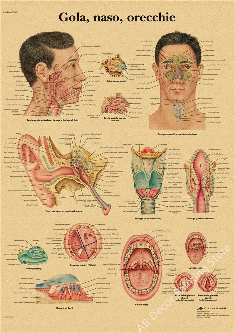 Retro-Organsysteme im menschlichen Körper Poster Skelett Anatomie Kraftpapier Drucke DIY Vintage Home Zimmer Kunst Wand Dekor Gemälde