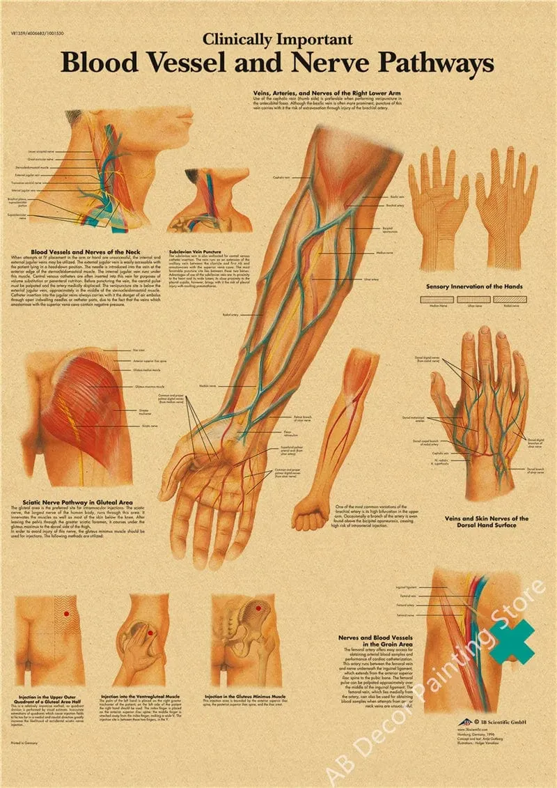 Retro-Organsysteme im menschlichen Körper Poster Skelett Anatomie Kraftpapier Drucke DIY Vintage Home Zimmer Kunst Wand Dekor Gemälde
