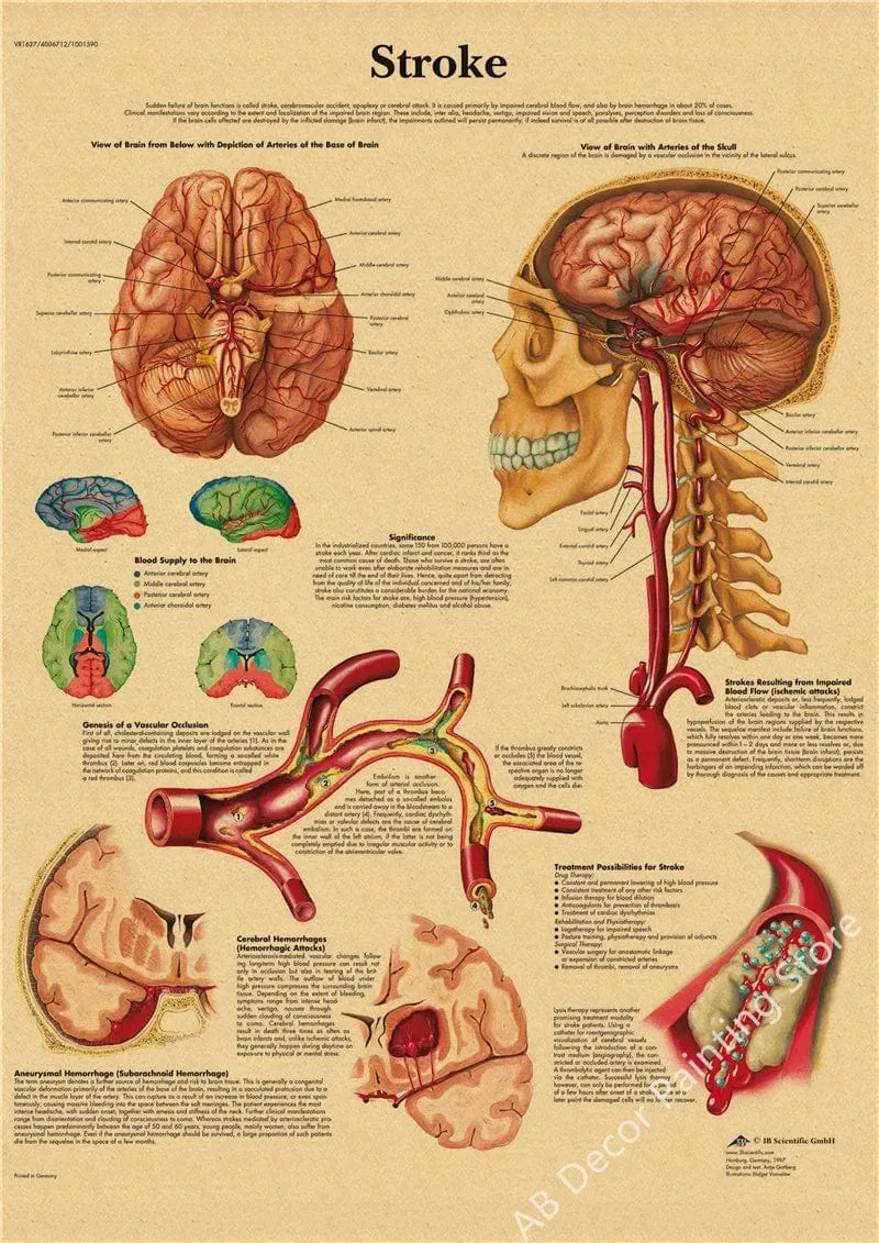 Retro-Organsysteme im menschlichen Körper Poster Skelett Anatomie Kraftpapier Drucke DIY Vintage Home Zimmer Kunst Wand Dekor Gemälde