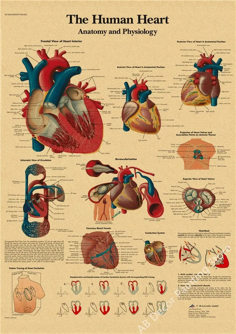 Retro-Organsysteme im menschlichen Körper Poster Skelett Anatomie Kraftpapier Drucke DIY Vintage Home Zimmer Kunst Wand Dekor Gemälde