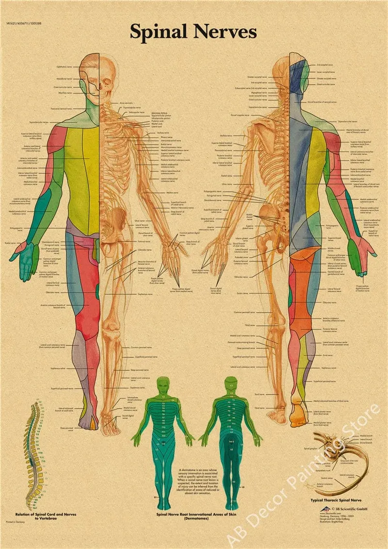 Retro-Organsysteme im menschlichen Körper Poster Skelett Anatomie Kraftpapier Drucke DIY Vintage Home Zimmer Kunst Wand Dekor Gemälde