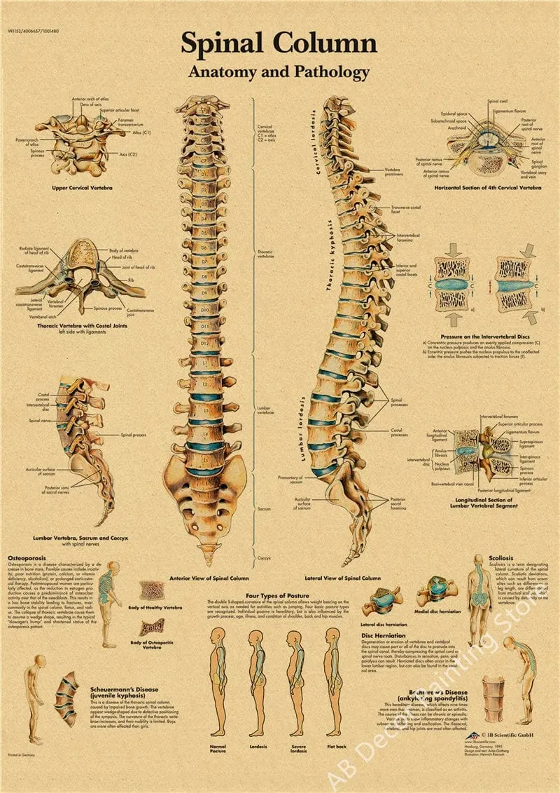 Retro-Organsysteme im menschlichen Körper Poster Skelett Anatomie Kraftpapier Drucke DIY Vintage Home Zimmer Kunst Wand Dekor Gemälde