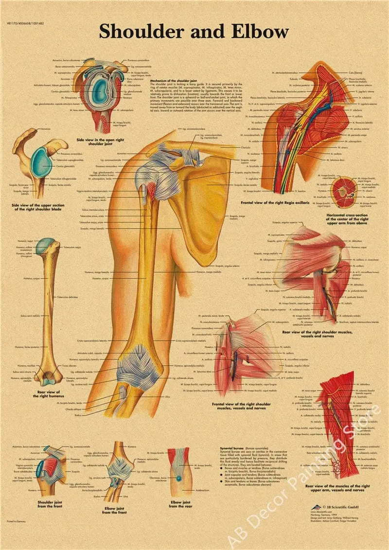 Retro-Organsysteme im menschlichen Körper Poster Skelett Anatomie Kraftpapier Drucke DIY Vintage Home Zimmer Kunst Wand Dekor Gemälde