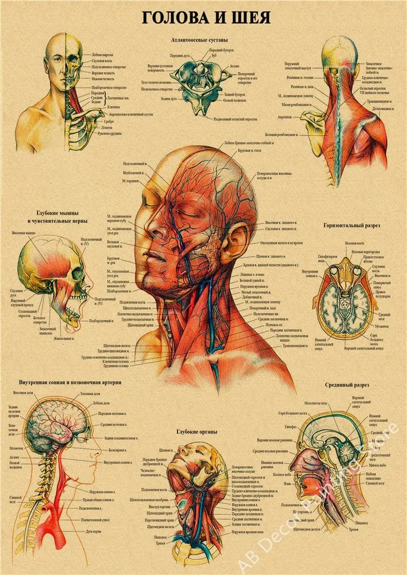 Retro-Organsysteme im menschlichen Körper Poster Skelett Anatomie Kraftpapier Drucke DIY Vintage Home Zimmer Kunst Wand Dekor Gemälde