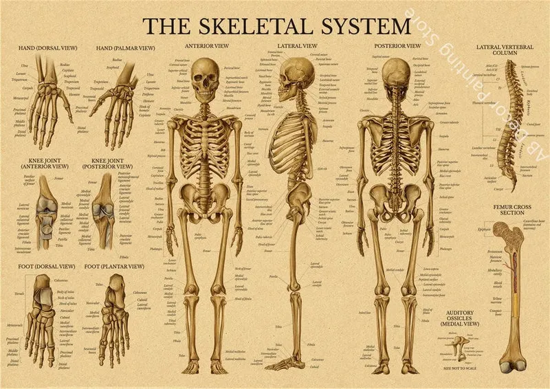 Retro-Organsysteme im menschlichen Körper Poster Skelett Anatomie Kraftpapier Drucke DIY Vintage Home Zimmer Kunst Wand Dekor Gemälde