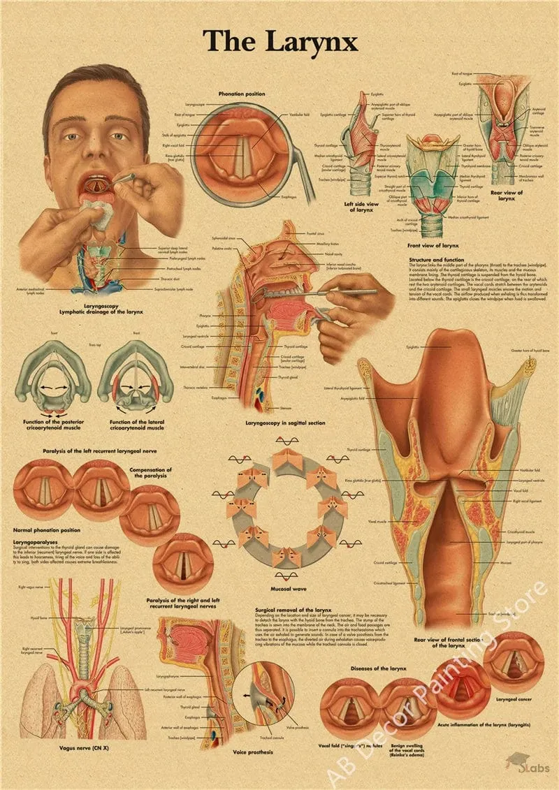 Retro-Organsysteme im menschlichen Körper Poster Skelett Anatomie Kraftpapier Drucke DIY Vintage Home Zimmer Kunst Wand Dekor Gemälde