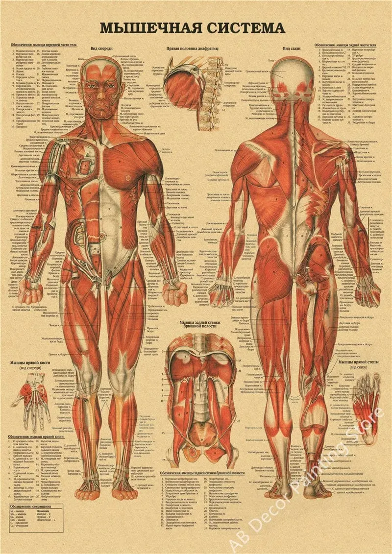 Retro-Organsysteme im menschlichen Körper Poster Skelett Anatomie Kraftpapier Drucke DIY Vintage Home Zimmer Kunst Wand Dekor Gemälde
