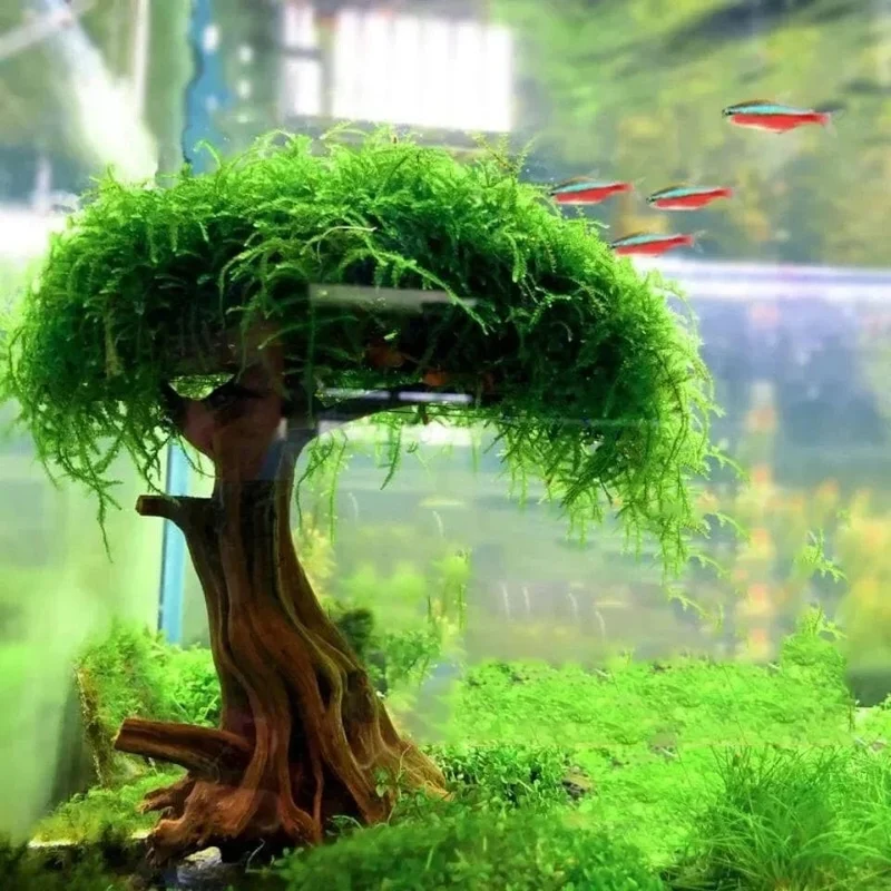 Aquariumpflanze, Moos, Baumschmuck, Landschaftsbau, Holzpflanze, Wurzel, Treibholz, Wasserpflanzen, Gras, Aquarium-Zubehör (kein Moos)