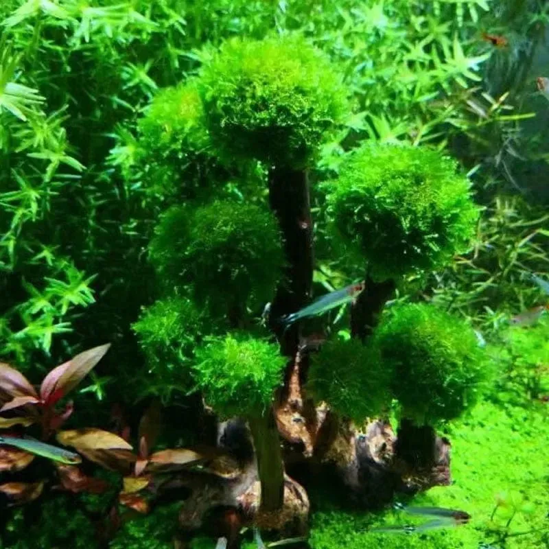 Aquariumpflanze, Moos, Baumschmuck, Landschaftsbau, Holzpflanze, Wurzel, Treibholz, Wasserpflanzen, Gras, Aquarium-Zubehör (kein Moos)