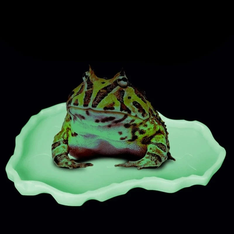 Reptilienschalen, Terrarium, Futterwurmschale, Reptilienmehlwurm-Futterschale, Kunststoffschale für FROSCH, Schlange, Spinne, Schildkröten