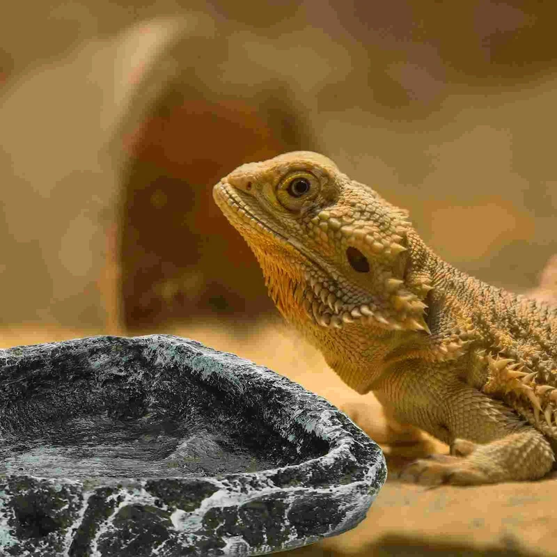 Reptilien-Nebelgerät, Wasserbecken, Futterbehälter für Haustiere, Futternapf, Spinne, Terrarium, Kunstharz, Schildkröten-Krabbelhalter