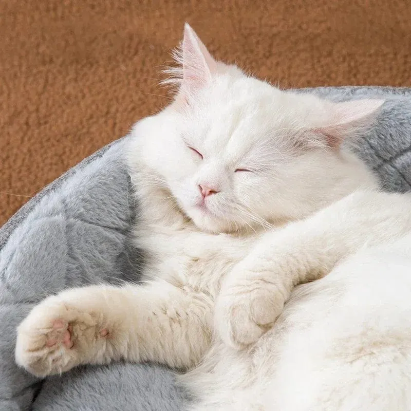 Warmes Katzen- und Hundehaus für den Innenbereich, weiches Haustierzelt, Höhlenbett, Katzenhütte mit tiefem Schlaf und abnehmbarem Kissen für Kätzchen, Welpen, bequemes Bett