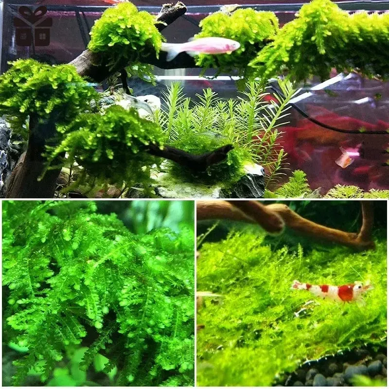 Natürlicher Baumstamm Treibholz Aquarium Reptil Zylinderwurzeln Pflanze Holz Dekoration Ornament Zubehör Aquarium Pflanzen