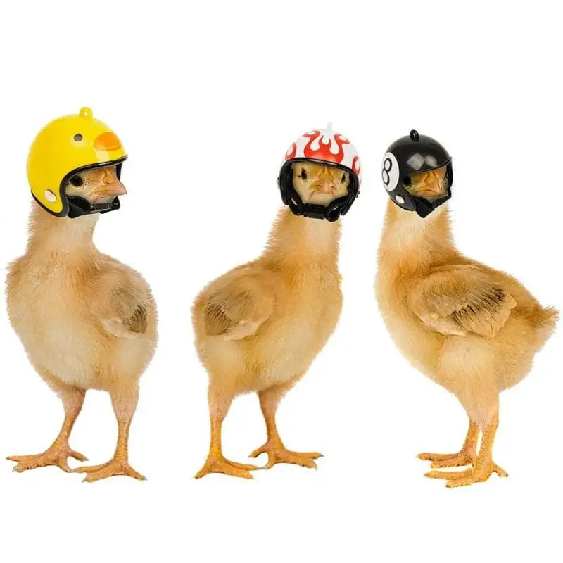 Lustiger Hühnerhelm, Vogelschutzkappe, Sonnen- und Regenschutzhelm, DIY-Zubehör für kleine Haustiere, Schutzausrüstung für kleine Haustiere