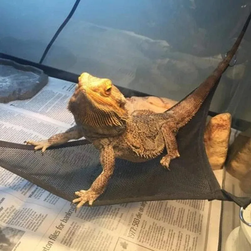 Reptilien-Hängematten-Liegeleiter-Zubehör-Set für große kleine Bartagamen, Anolis-Geckos, Eidechsen oder Schlangen, Reptilienzubehör
