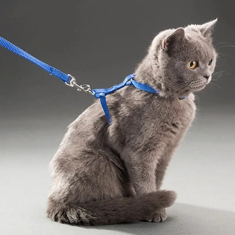 Niedriger Preis Kaninchen Katze Geschirr und Leine Set Einstellbare Nylon Geschirre für Bunny Kätzchen Haustier Im Freien Zu Fuß Liefert Zubehör