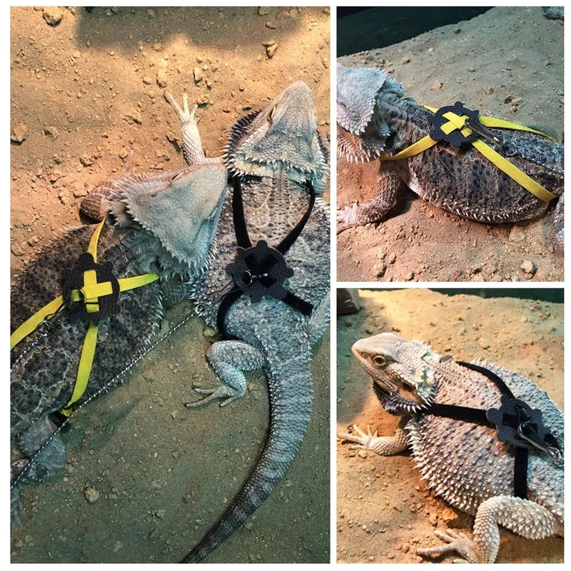 Verstellbares Reptilien-Eidechsengeschirr, Leine, Training, Gehseil, Haustierleine, Anti-Biss-Geschirr, Leine, Haustierhalsband, Brustgurt, Eidechse