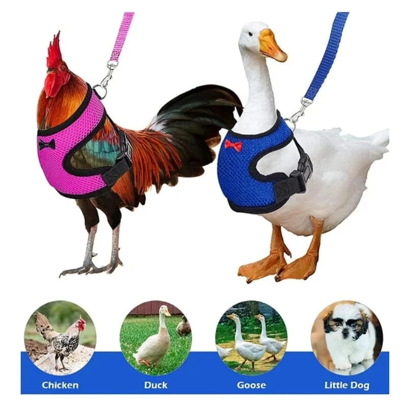 Haustier Ente Huhn Geflügel Huhn Kleidung Huhn Weste Henne Gürtel Haustier Geschirr Passende Halsbänder Bogen Geflügel Lieferungen