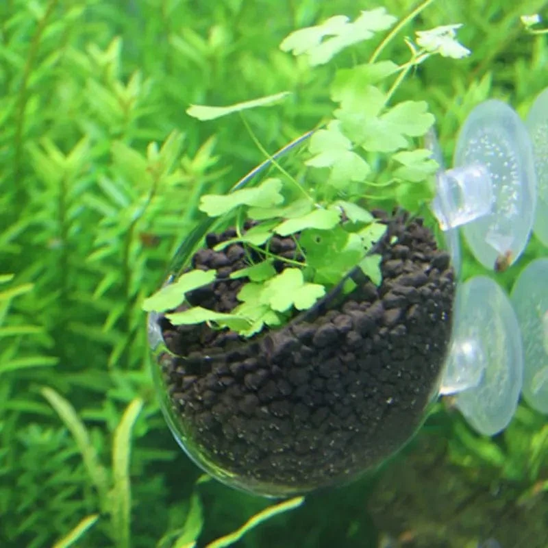 Aquarium Dekoration Aquarium Kleiner Glastopf Wasser Topf Pflanzen Zylinder Tasse Aufzucht Landschaft Becken