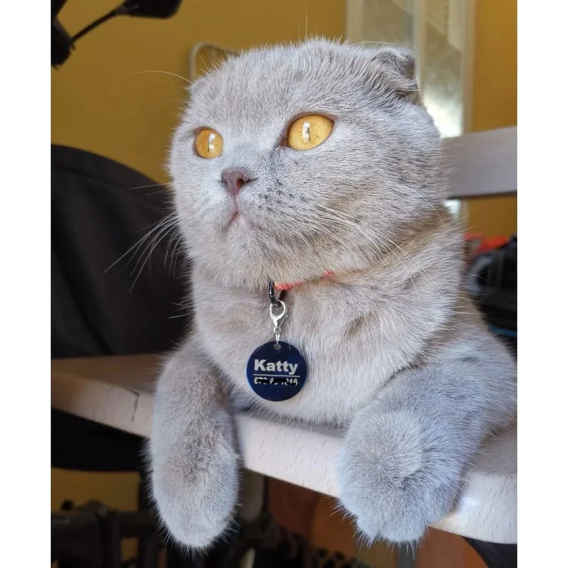 Benutzerdefinierte Hunde-/Katzen-ID-Tag, graviert, personalisiertes Haustierhalsband, Anhänger mit Knochen, Schlüsselanhänger, Halskette, Welpenzubehör, Dropshipping