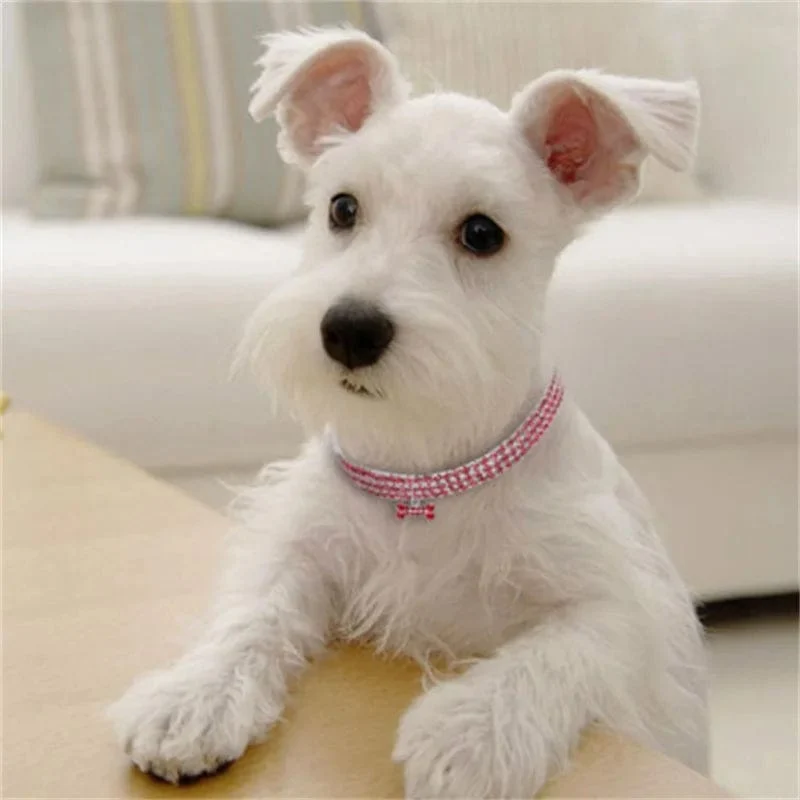 Hundehalsband Strass Schmuck Chihuahua Kristall Schmuck verstellbar gravierter Text Hundehalsband