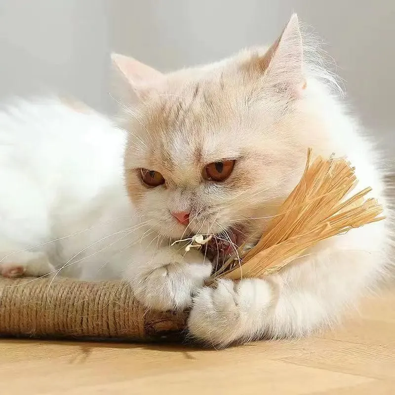 Katzenminze-Katzenspielzeug, natürlicher Matatabi-Snack für Katzen, reinigt Zahn- und Haarentfernung zur Förderung der Verdauung, Silvervine-Kauspielzeug für Kätzchen