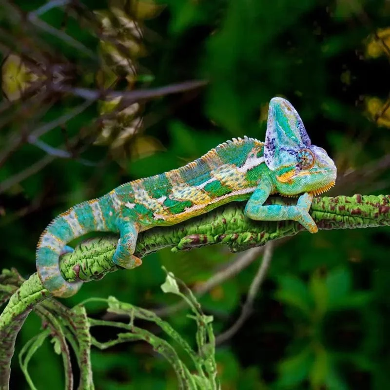 1 Stück Reptilienrebe Kleintiere Lebensraum Wald Biegezweig für Eidechsenlandschaft Simulation Pflanze Rattan Haustier Box Dekor