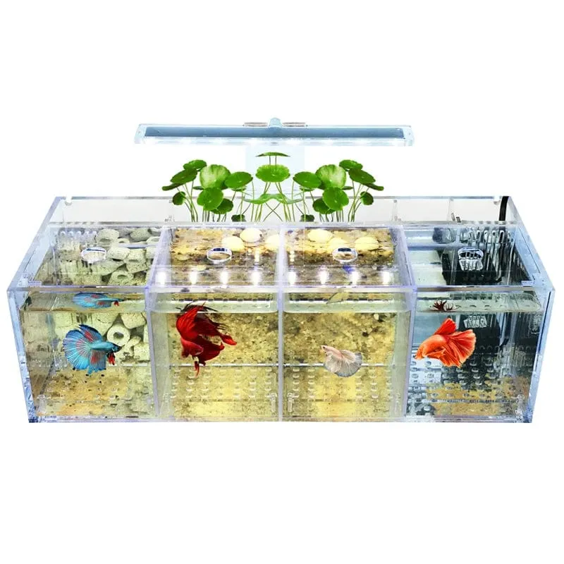 220 V Kreative Betta Fisch Tank Zucht Inkubator Isolation Box Wasser-freies Desktop Kleine Acryl Ökologische Aquarium Tank